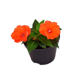 Planta Sumpatines cor Laranja