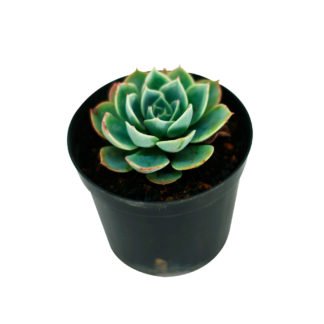Planta Echeveria