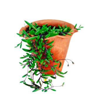 Vaso de Cerâmica com Colar de Rubi