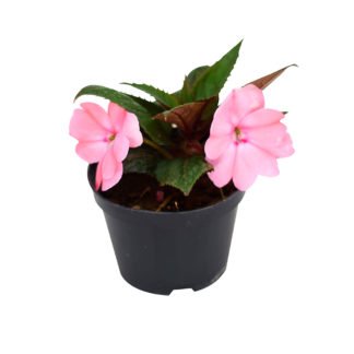 Planta Sumpatines cor Rosa