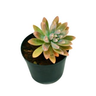 Planta Dudleya Greenei Rose