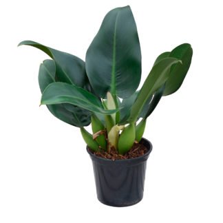 Planta Pacová Philodendron Martianum